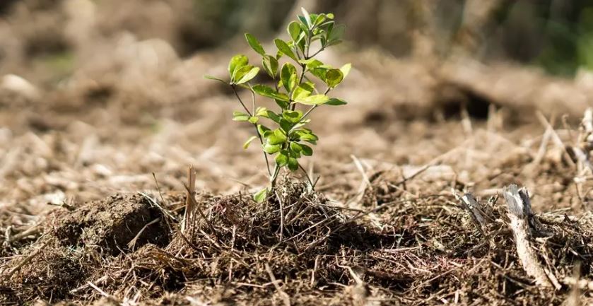 TGT gifted 380 native trees on behalf of our clients